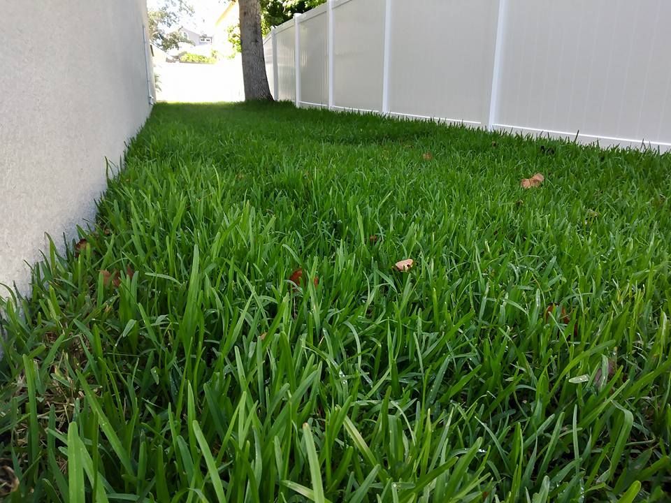Green grass lawn between white wall and fence, with a tree in the background.
