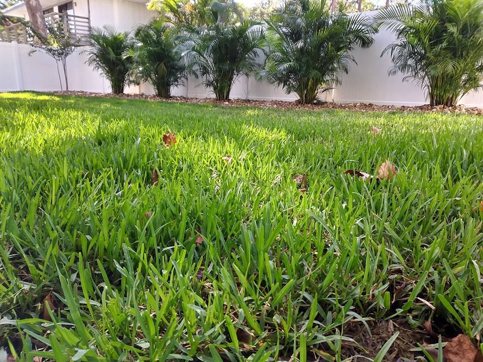 Green grass lawn with a row of palm trees against a white wall.