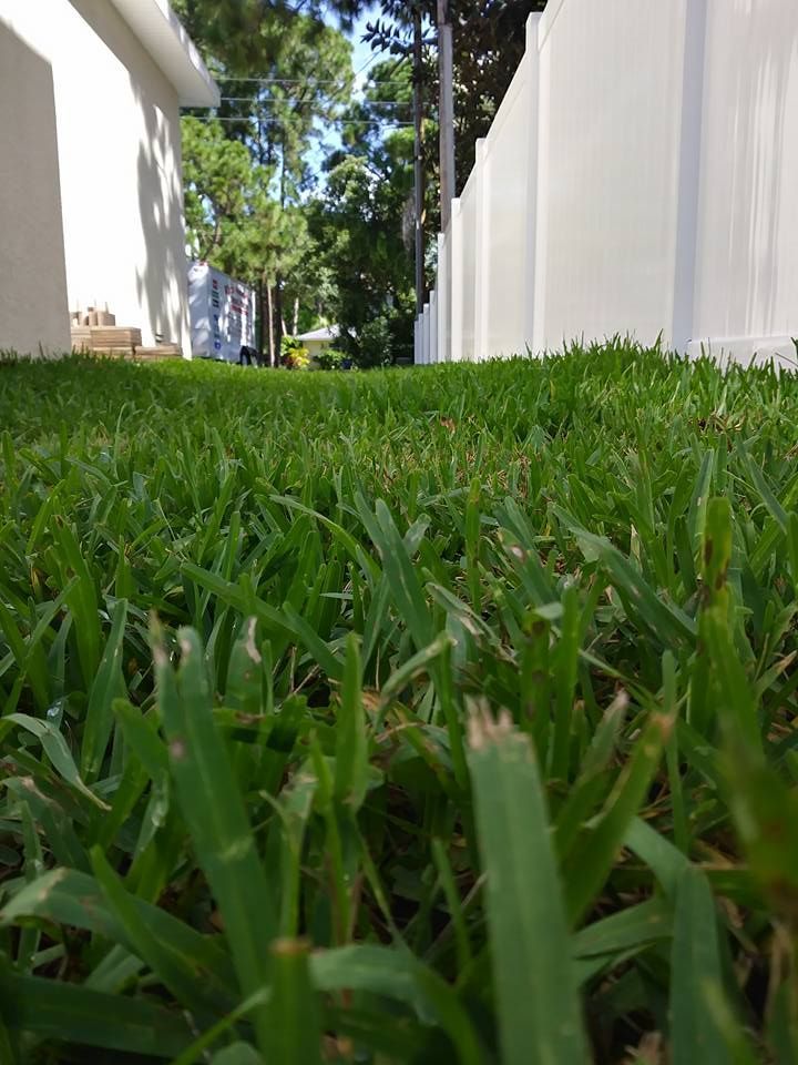 Lush green grass leads toward a white fence and building in the distance, blue sky visible.