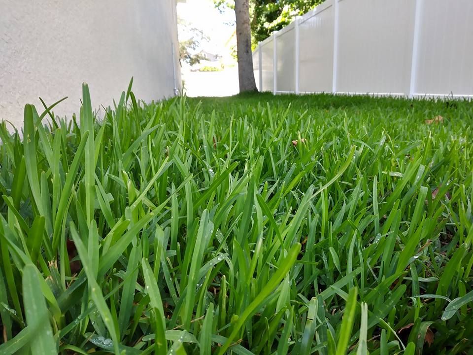 Lush green grass in a yard, bordered by a white fence and a stucco wall. A tree is visible in the background.