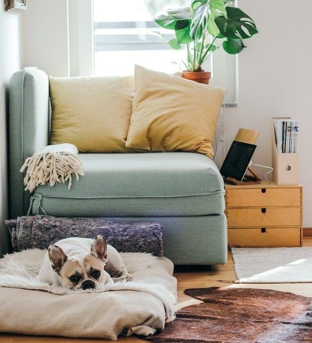 A dog is laying on a dog bed in a living room
