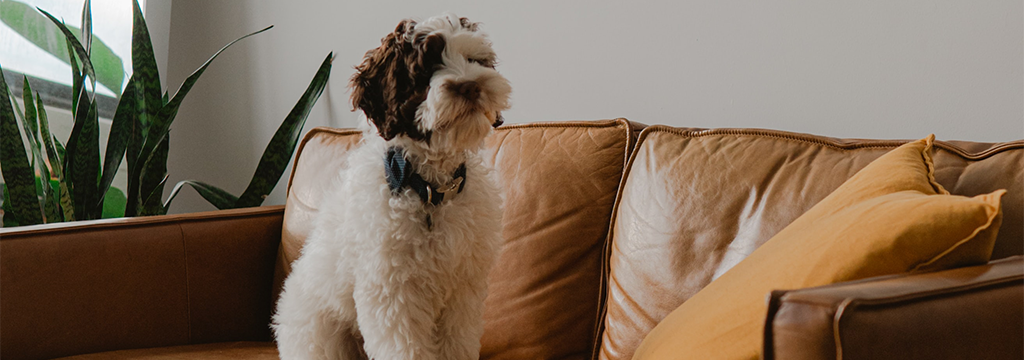 A dog is sitting on a brown leather couch in a living room.