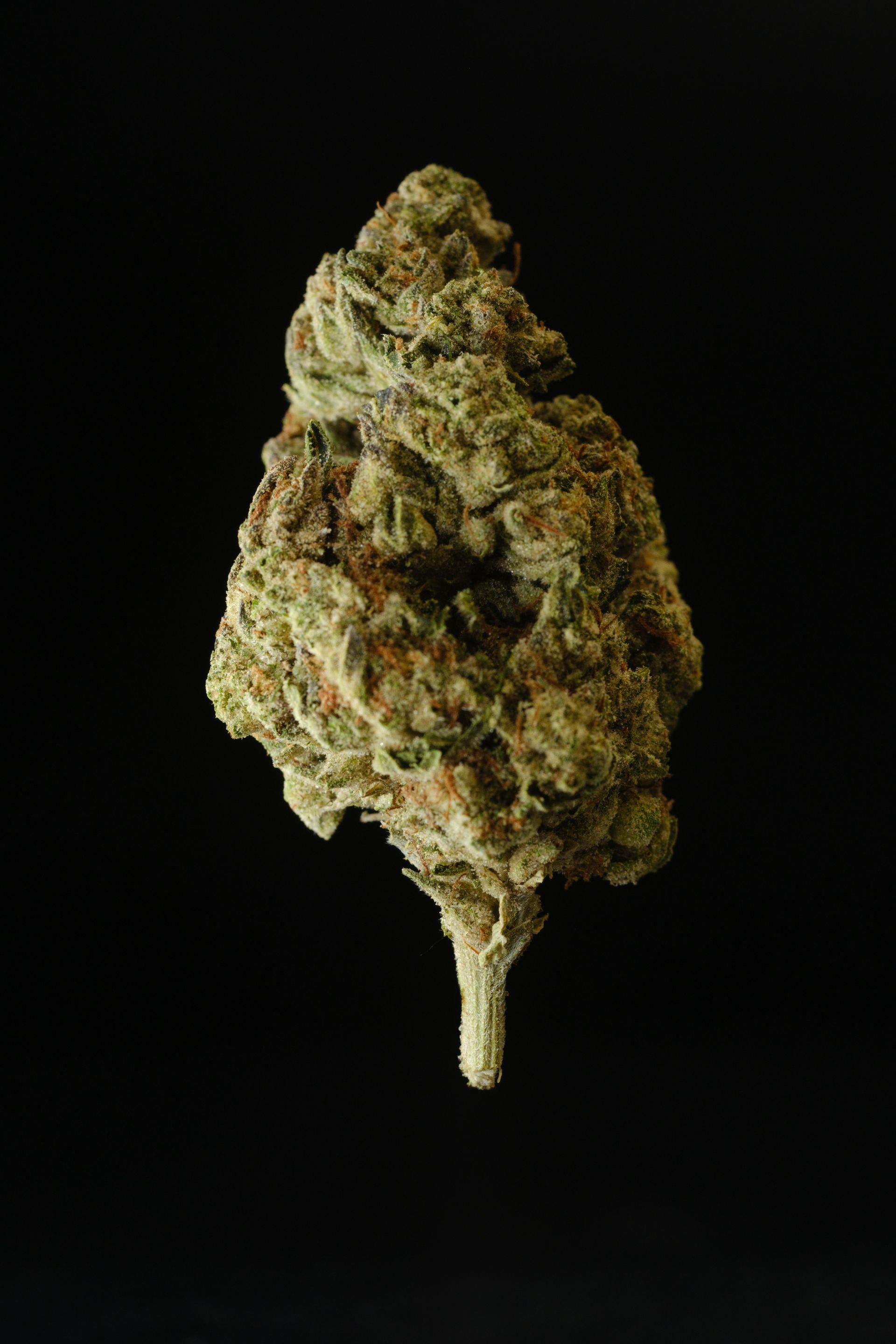 Tropicana Cookies, Banana Runtz, Strawberry Cough X, Watermelon Zkittlez, Mango Gelato, Lemon Cake Kush, Grape Kush OG, Blue Dream Cake, Papaya Punch, Sunset Gelato, Purple Punch Kush, Lemon Sorbet, Cookie Dough Kush, Pink Lemonade X, Frosted Lemonade, Citrus Gelato, Wedding Sherbet, Apple Fritter X, Orange Diesel, Lavender Haze, Sour Lemon, Fruity Pebbles OG, Gelato Dream, Sweet Berry Kush, Pineapple Upside Down, Cantaloupe Kush, Blueberry Muffin OG, Orange Creamsicle, Lemon Diesel, Cherry Limeade, Tangie Sunrise, Gelato Punch, Cherry Mint Cookies, Blackberry Gelato, Razzmatazz, Guava Cake, Grape Ape Gelato, Blue Cookies, Mendo Berry, Strawberry Lemonade, Zkittlez OG Kush, Peach Bubbly, Candy Kush, Sour Diesel X, Lime Sherbet, Sweet Berry, Chocolate Kush, Purple Berry Kush, Green Apple Gelato, and Ice Cream Moonrocks.
