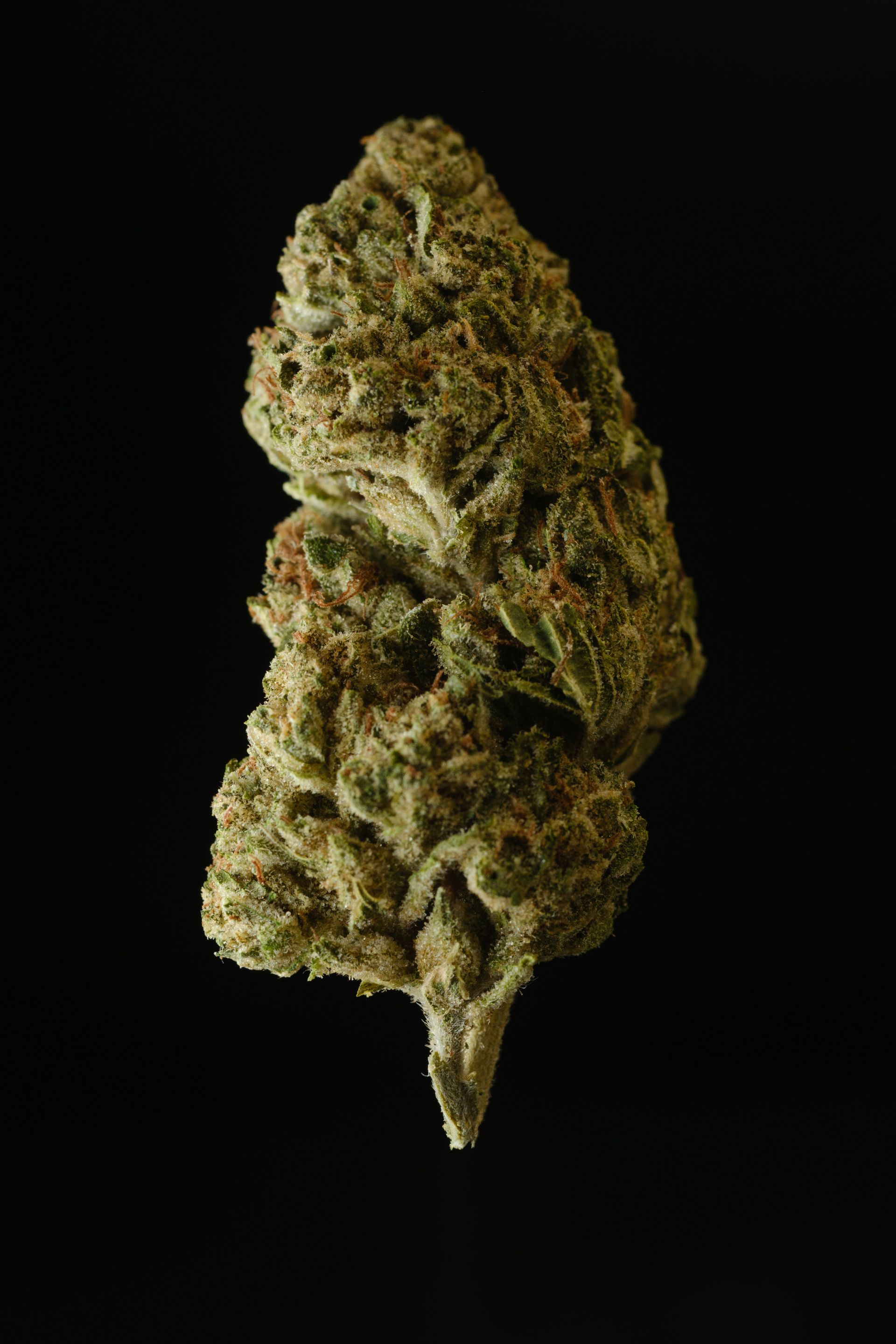 Gelato 33, King Louis XIII, Ice Cream Cake, White Widow, Black Widow, Blueberry OG, Super Lemon Haze, Grape Stomper, Purple Punch, Wedding Cake, Tropicana Cookies, Banana Sherbet, Ghost OG, Animal Cookies, Cherry Pie, Orange Cookies, Lemon Meringue, Larry OG, Sunset Sherbet, Zkittlez, Banana Punch, Rainbow Belts, GSC (Girl Scout Cookies), Pink Lemonade, Magic Melon, Grape Sorbet, Cherry AK, Super Silver Haze, Strawberry Banana, Cactus Cooler, GMO Cookies, Purple Haze, Cherry Blossom, Blue Cookies, Purple Tiger, Snowman, Gelato 45, Kush Mints, Golden Goat, Strawberry Dream, OGKB (OG Kush Breath), Shishkaberry, Mango Kush, Haze Berry, Kushadelic, Fire OG, Maui Wowie, Gelato 41, Mimosa, Banana Cream, Grapefruit Kush, and Lemon Kush.
