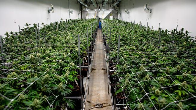 c - Local & Nationwide, Springfield’s Finest - Prairie State Hemp 28: Loud THCa, Delta-9 Treats,