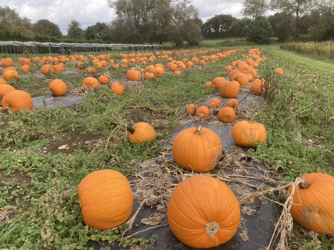 Pick Your Own Fruit Bristol St Aldams Nursery