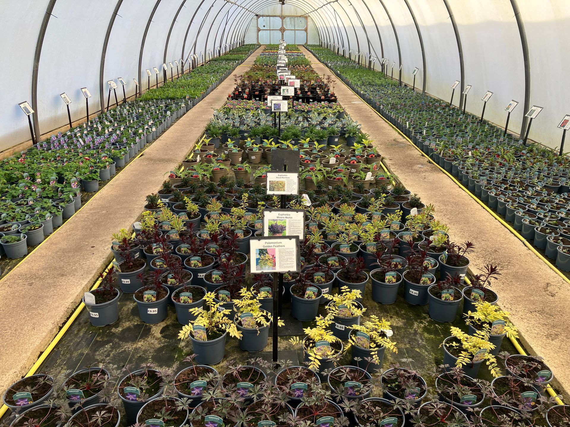 strawberries in the fields