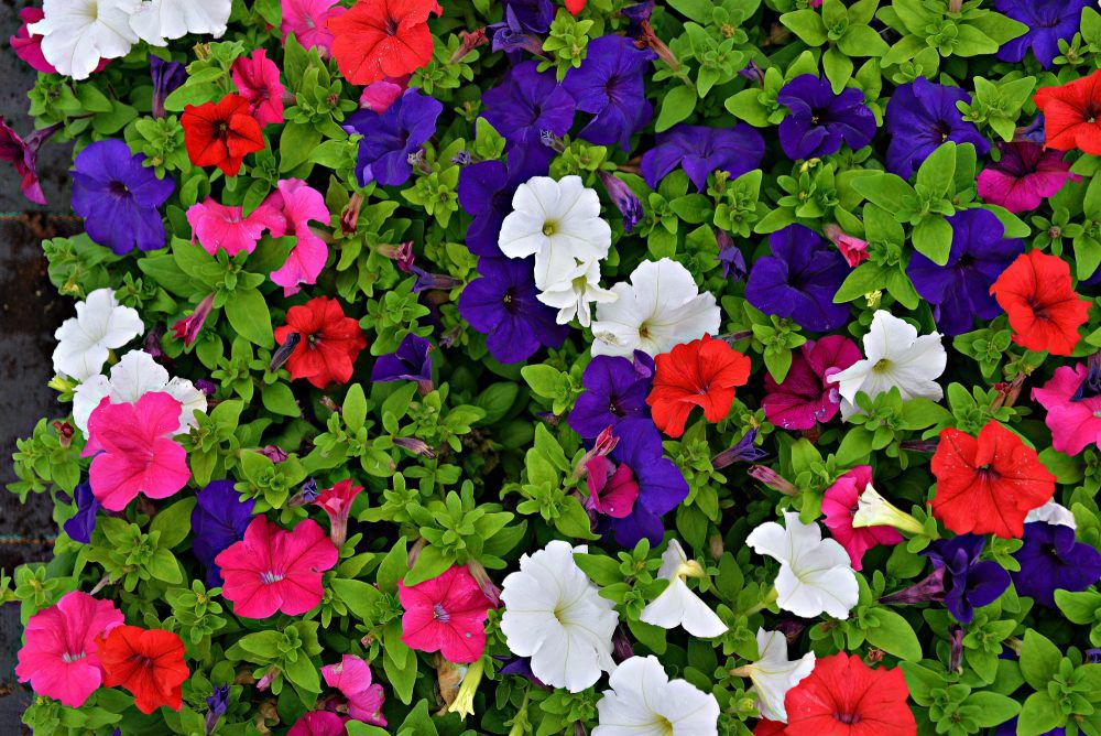 blueberries on the vine
