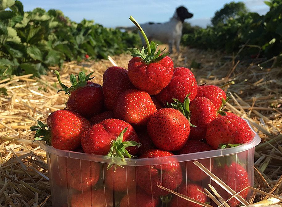 strawberries in field