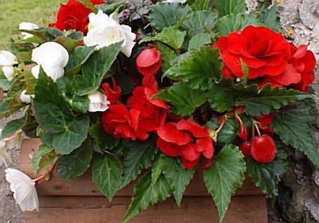 red and white flowers