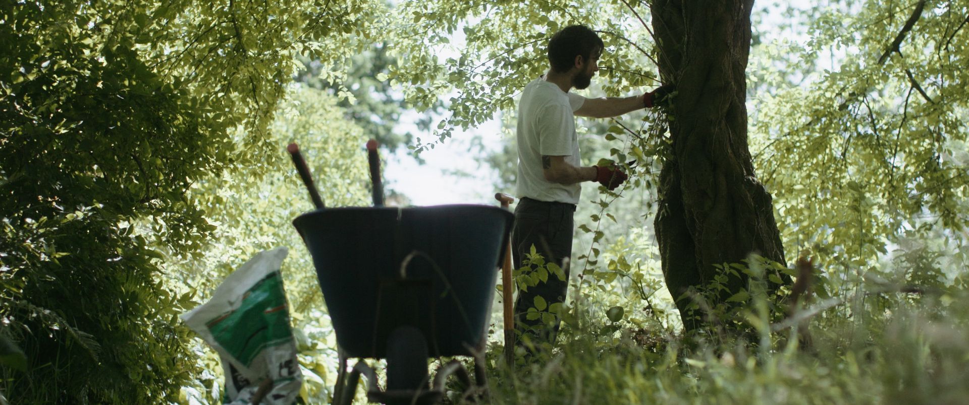 Gallery Image - Astrantia 19