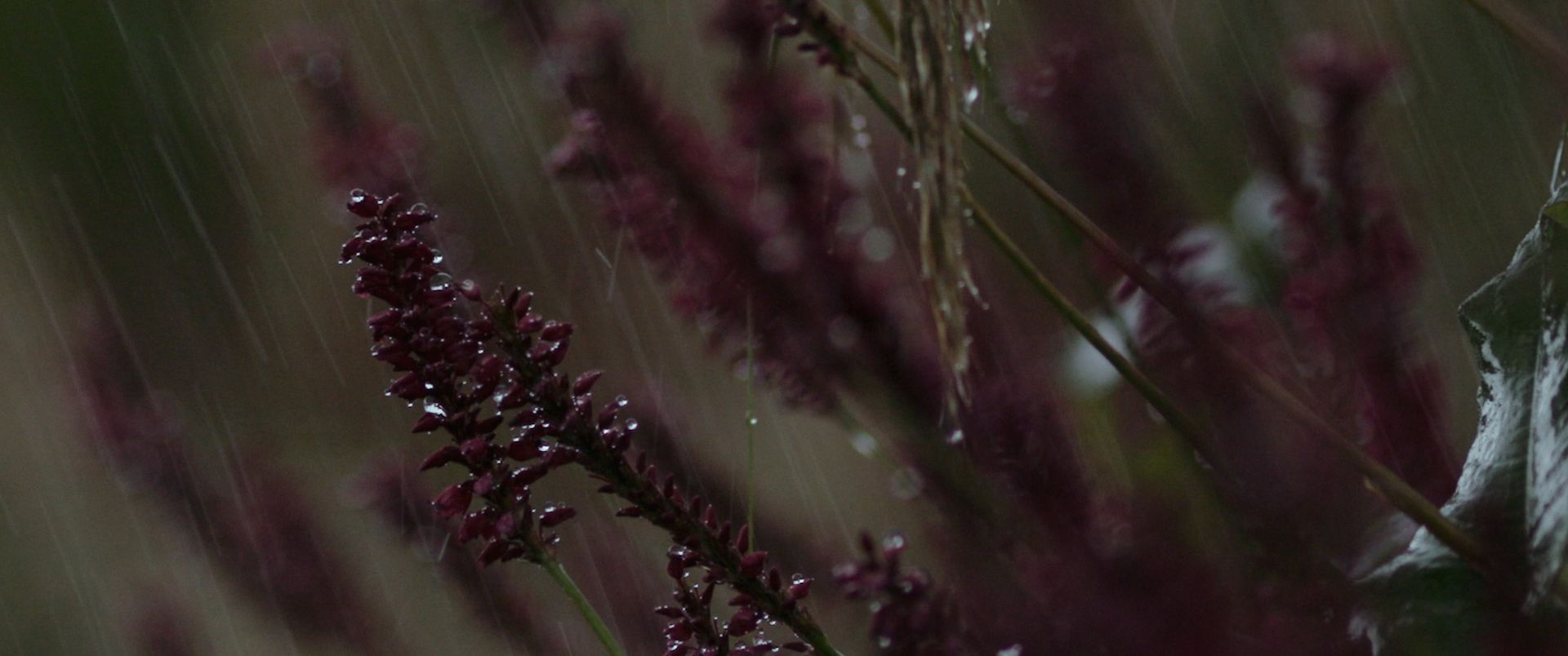 Gallery Image - Astrantia 7