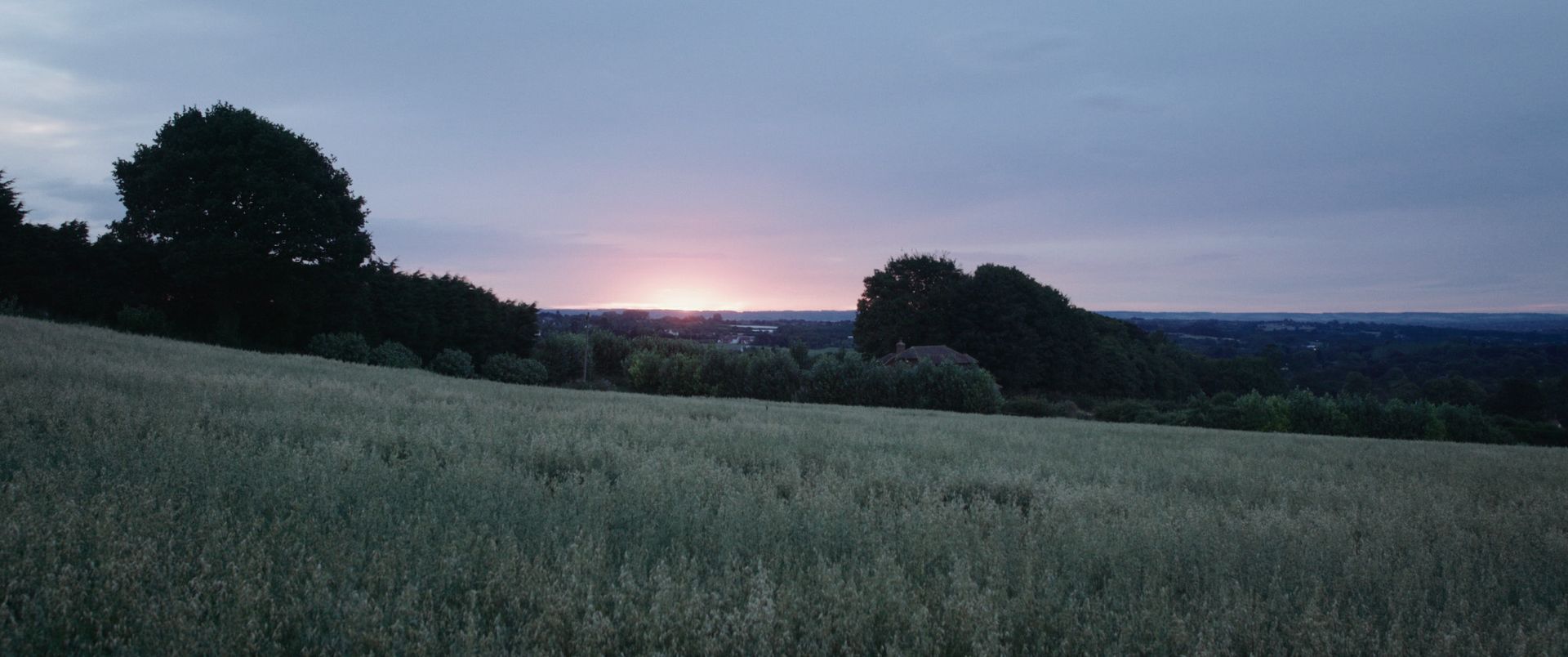 Gallery Image - Astrantia 34