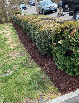 A row of manicured round bushes with fresh dark mulch along the base, next to a grassy lawn and a parked car. A row of manicured round bushes with fresh dark mulch along the base, next to a grassy lawn and a parked car.