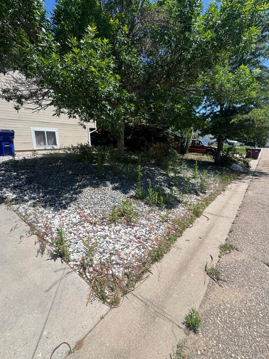 A rocky front yard with weeds and a tree next to a sidewalk and curb.