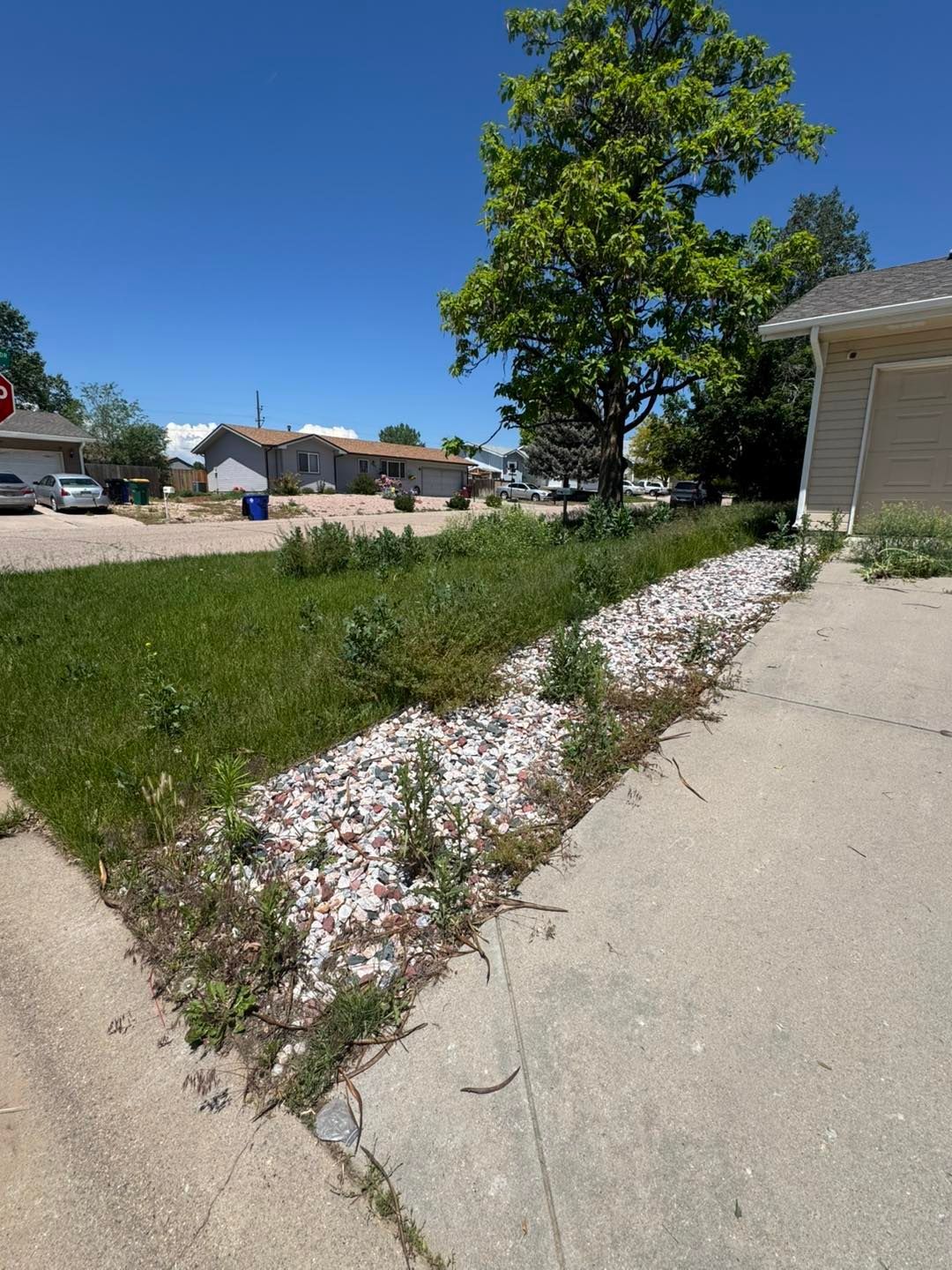Grassy curb strip with rocks, sidewalk, and street. A house is on the right, and other houses are in the background.