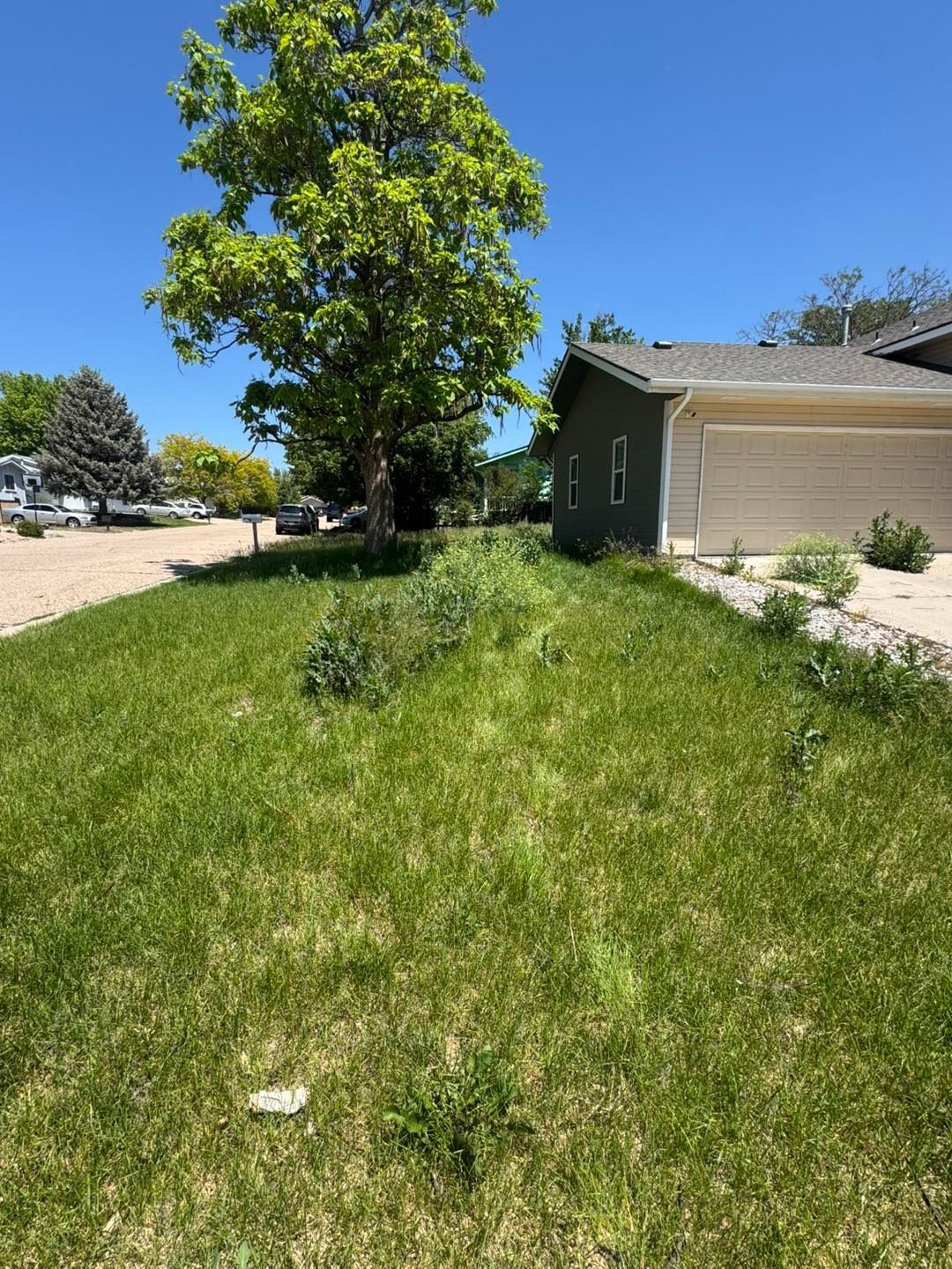 Green lawn with overgrown weeds, tree, and a portion of a house under a blue sky.