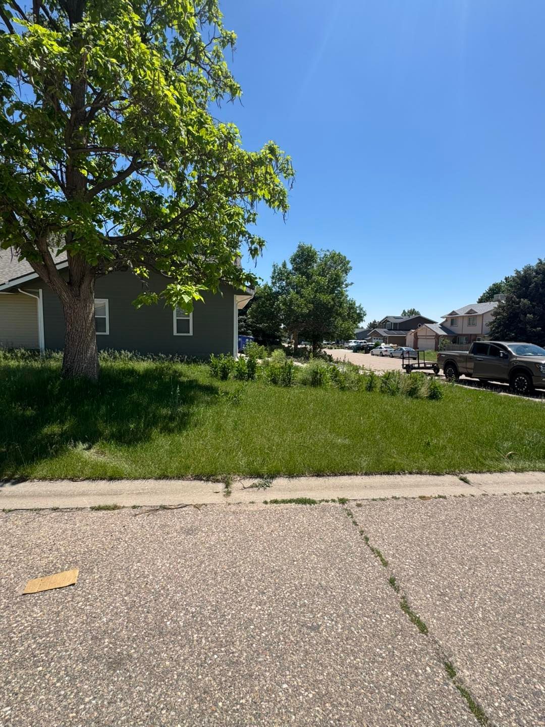 Grassy front yard with trees and a house on a sunny day. A cardboard scrap lies on the street.
