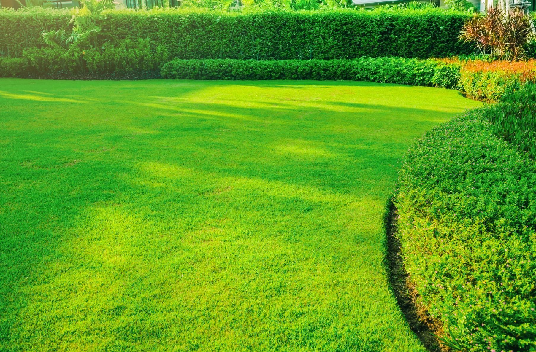Lush green lawn with manicured hedges and bright sunlight.