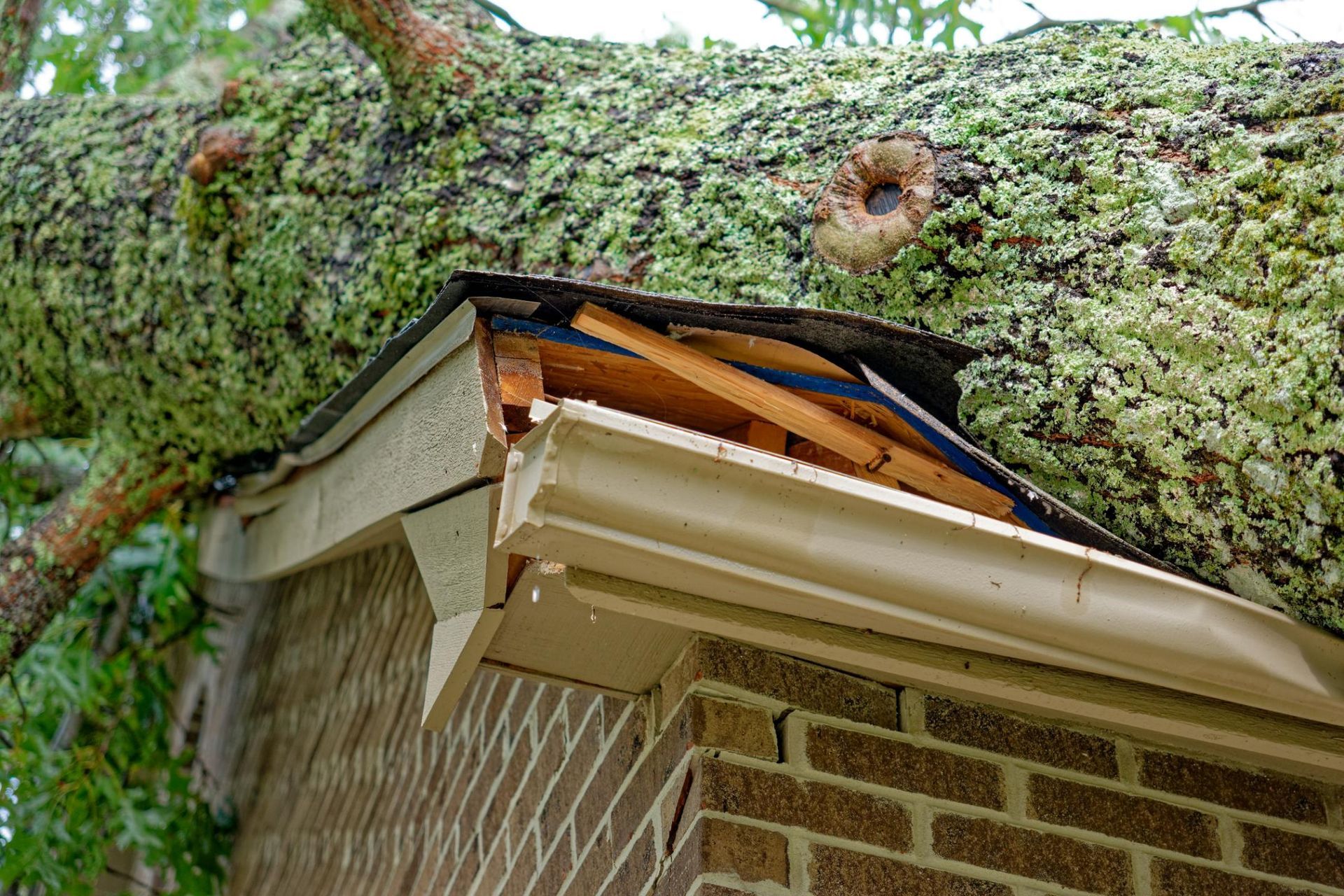 A large tree branch has fallen on a brick house, damaging the roof and gutter.