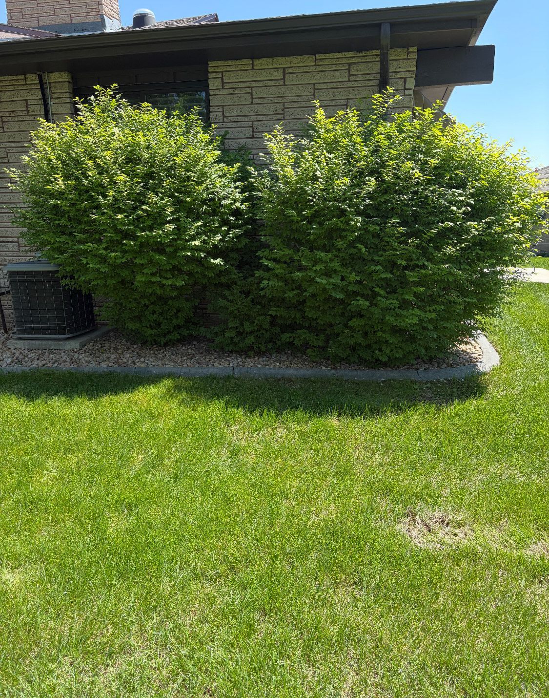 Two green bushes next to a house with brick facade and green grass.