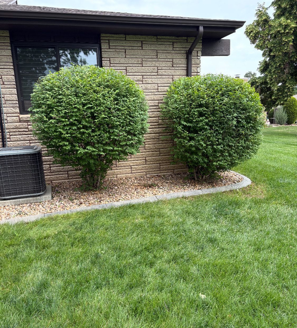 Two trimmed green bushes in front of a stone building, surrounded by mulch and grass.