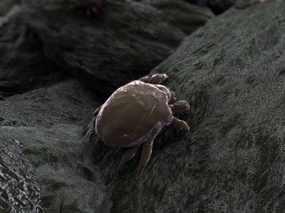 picture of bed bug in black and white 