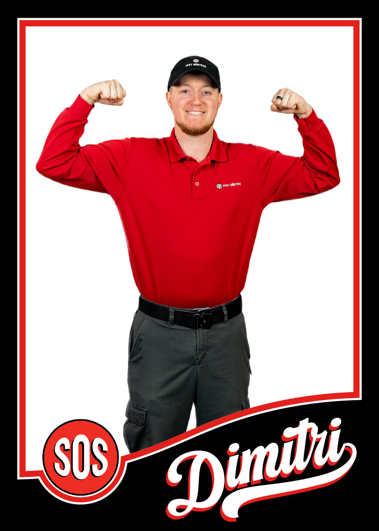 Dimitri, the bed bug technician, is flexing his biceps show how he is strong and kills bed bugs.