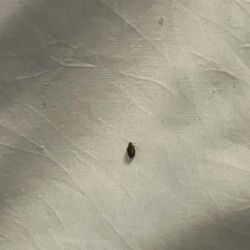 Bed bug on bed sheets in a Las Vegas hotel