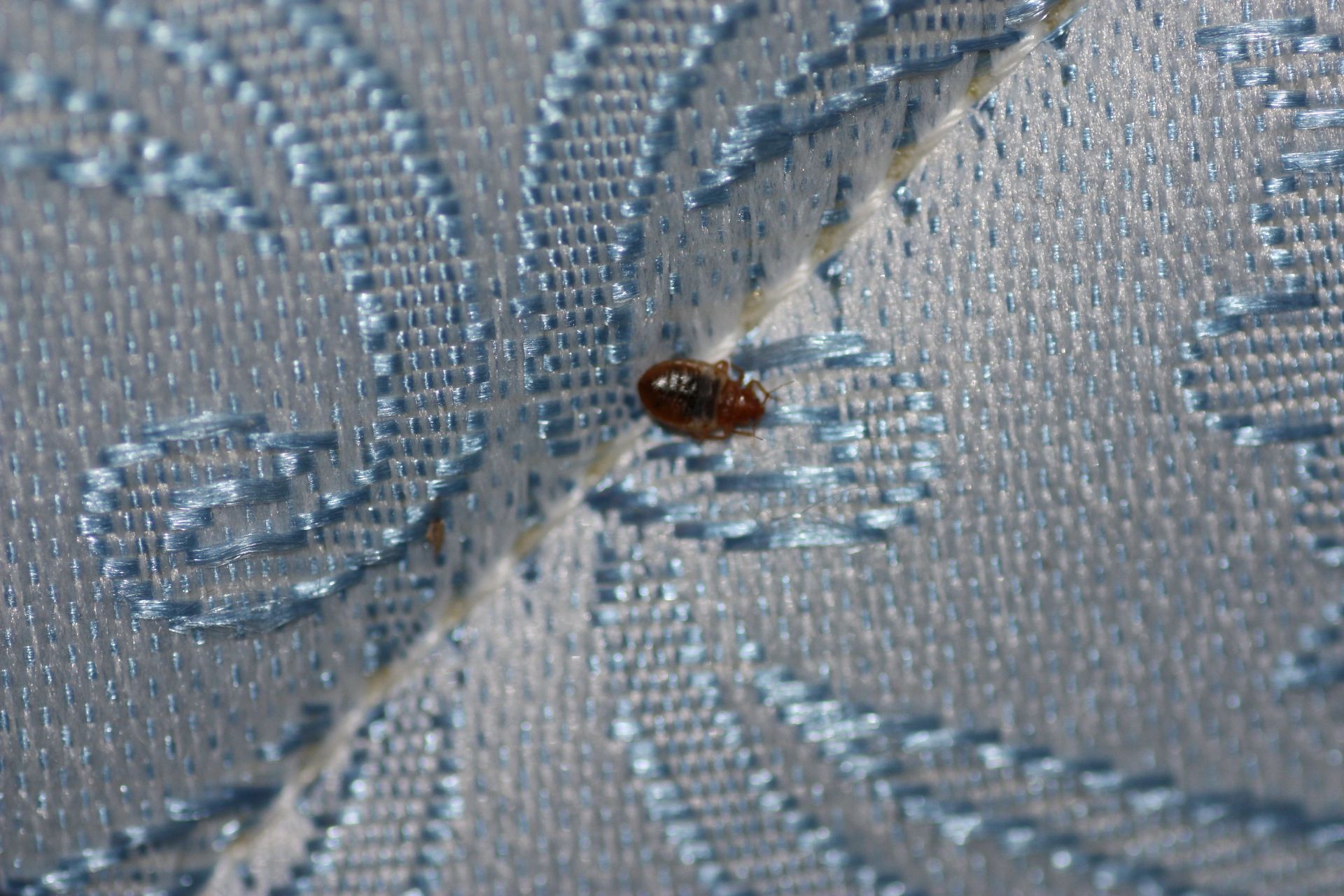 A bedbug sits on a piece of fabric and gives proportion to how small bedbugs actually are.