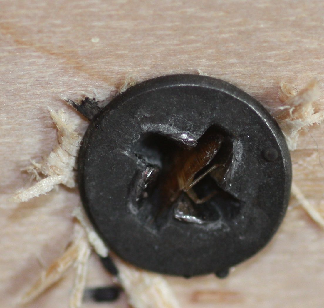 xxclose-up of a screw in wood