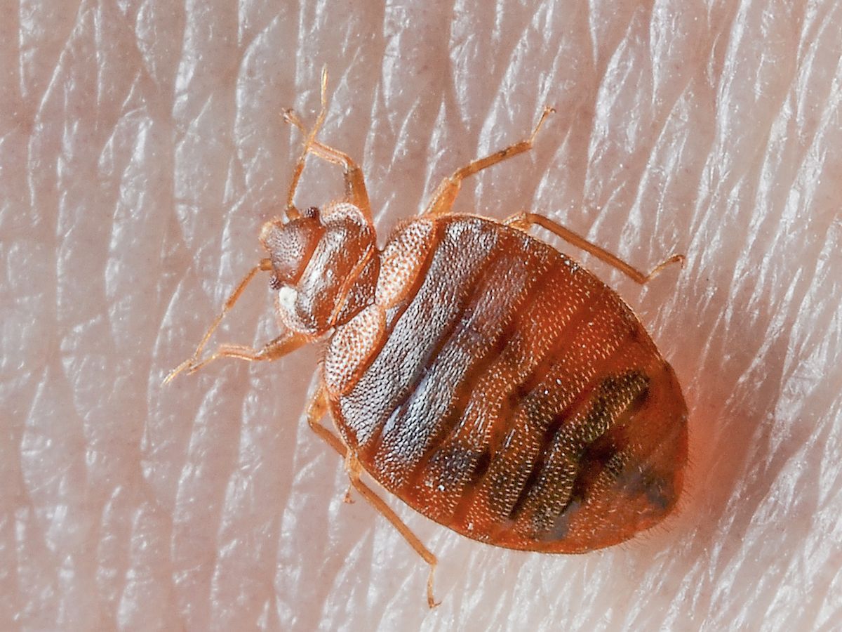 This is the close up of a bedbug sitting on a person'd skin. It is extremely small.