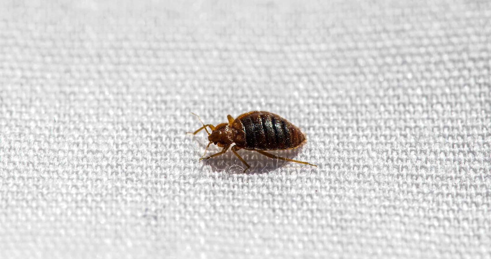 Tiny bedbug walks across a piece of white fabric. It looks like a tiny beetle. SOS pest control technicians can exterminate pests from your home or business.