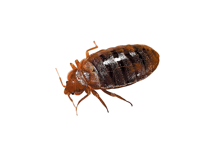This is the close up of a brown bedbug.