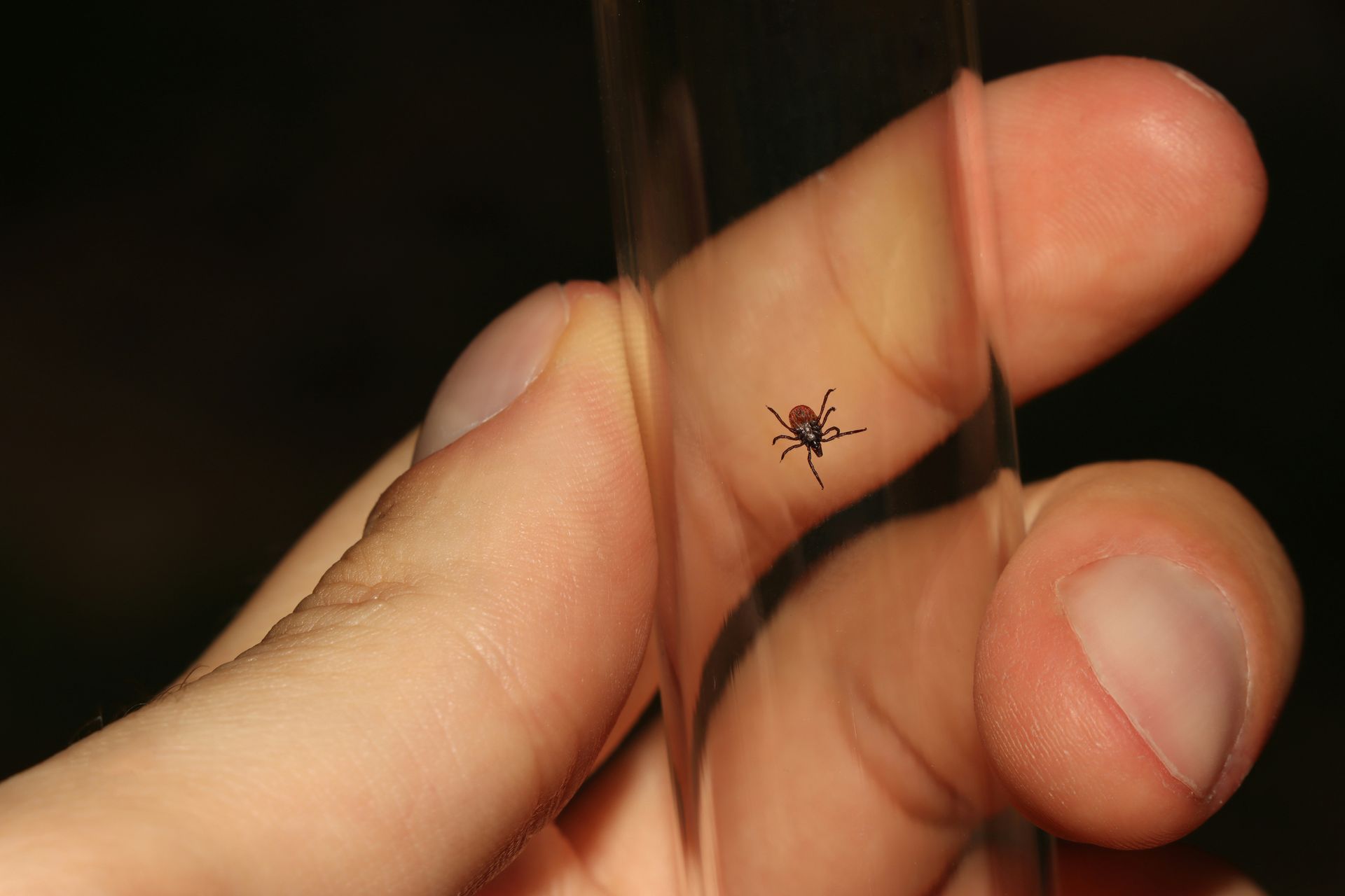 bed bug in glass tube