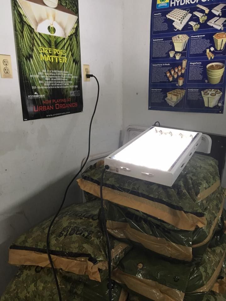 Pile of bagged green material with a light on top; walls with posters and an electrical outlet.