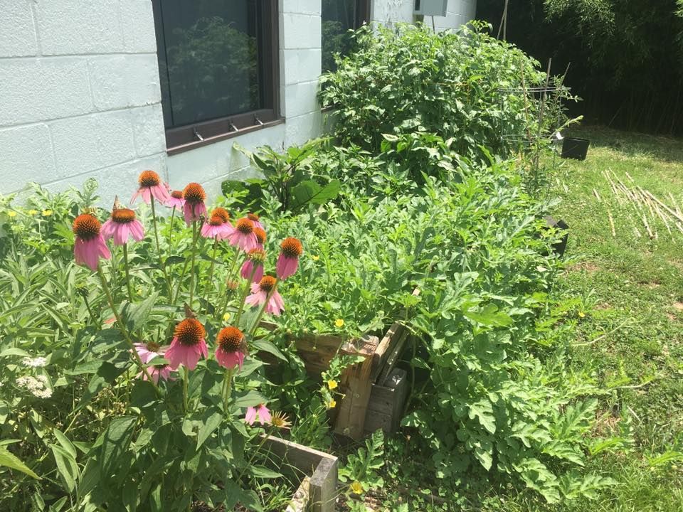 Pink coneflowers bloom in a sunny garden bed next to a building.