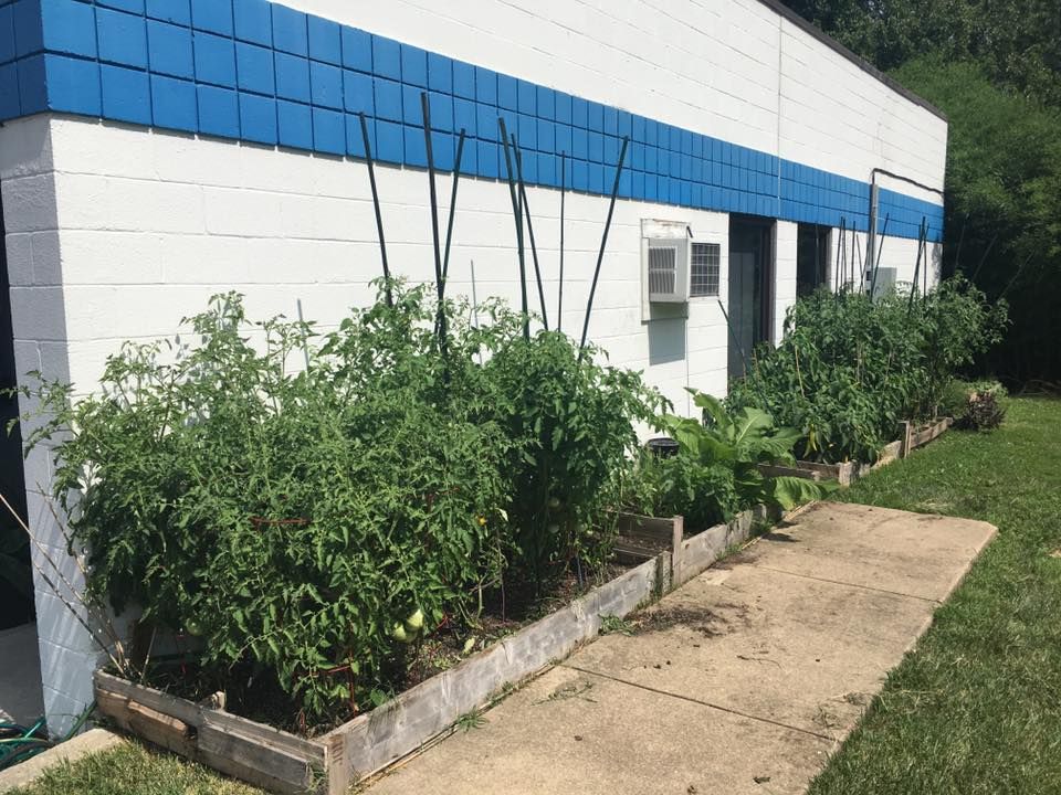 Raised garden beds with tomato plants against a white building with blue trim.