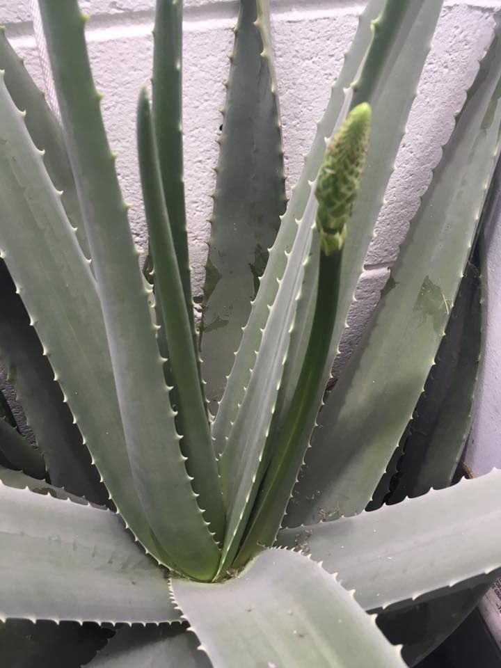 Aloe vera plant with a tall green flower stalk, against a white wall.