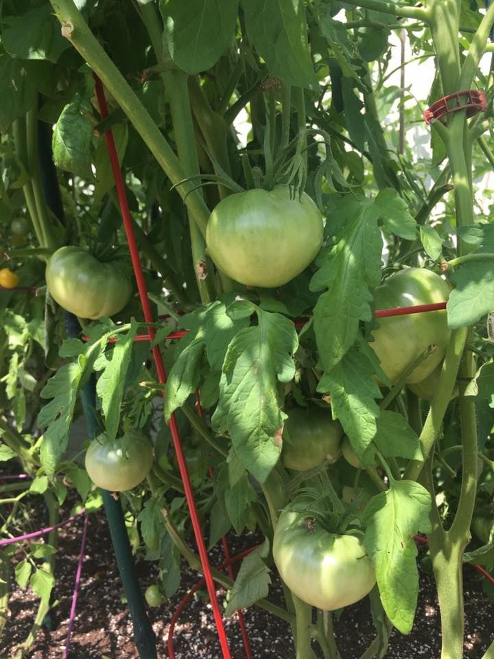 Green tomatoes growing on a vine, supported by stakes.