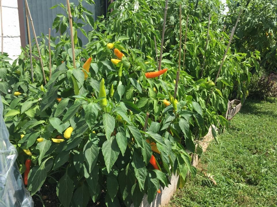 Pepper plants in a raised garden bed with yellow, orange, and green peppers growing.