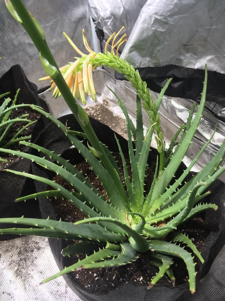 Aloe plant with tall flower stalk and yellow-orange blooms in a black pot.
