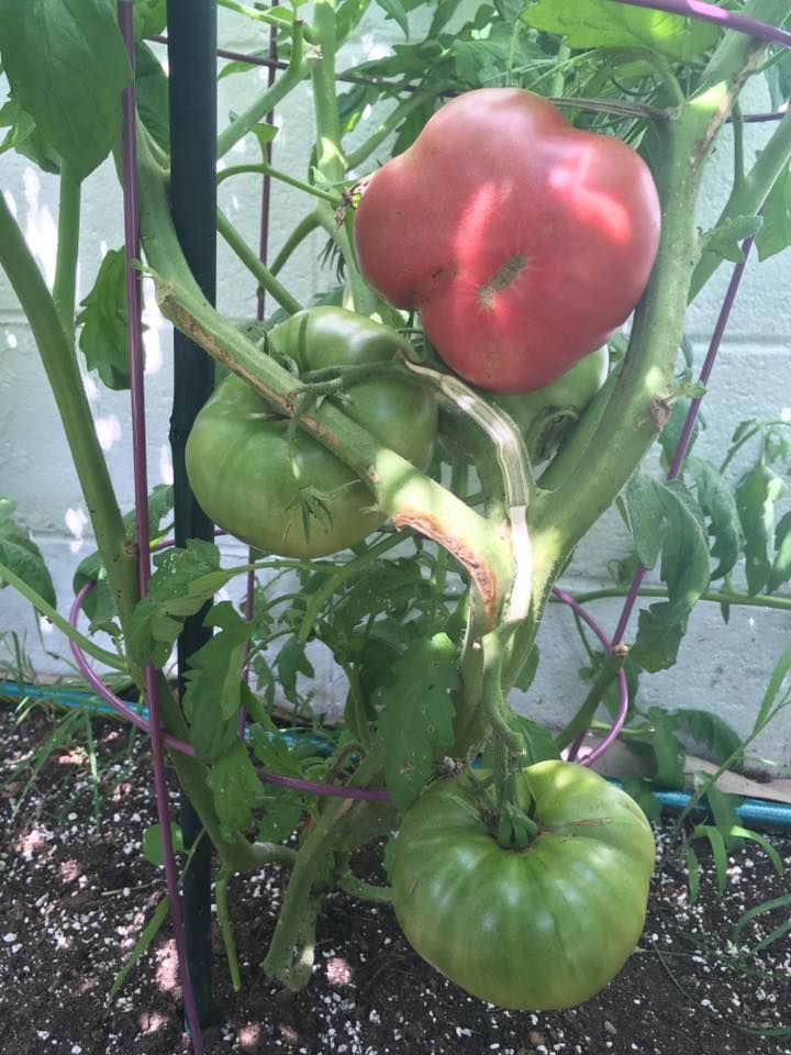 A tomato plant with large, green and red tomatoes, supported by a trellis in a garden.