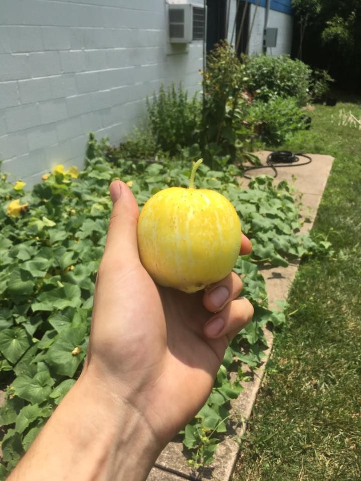 Hand holding a yellow, striped melon, in front of a garden.