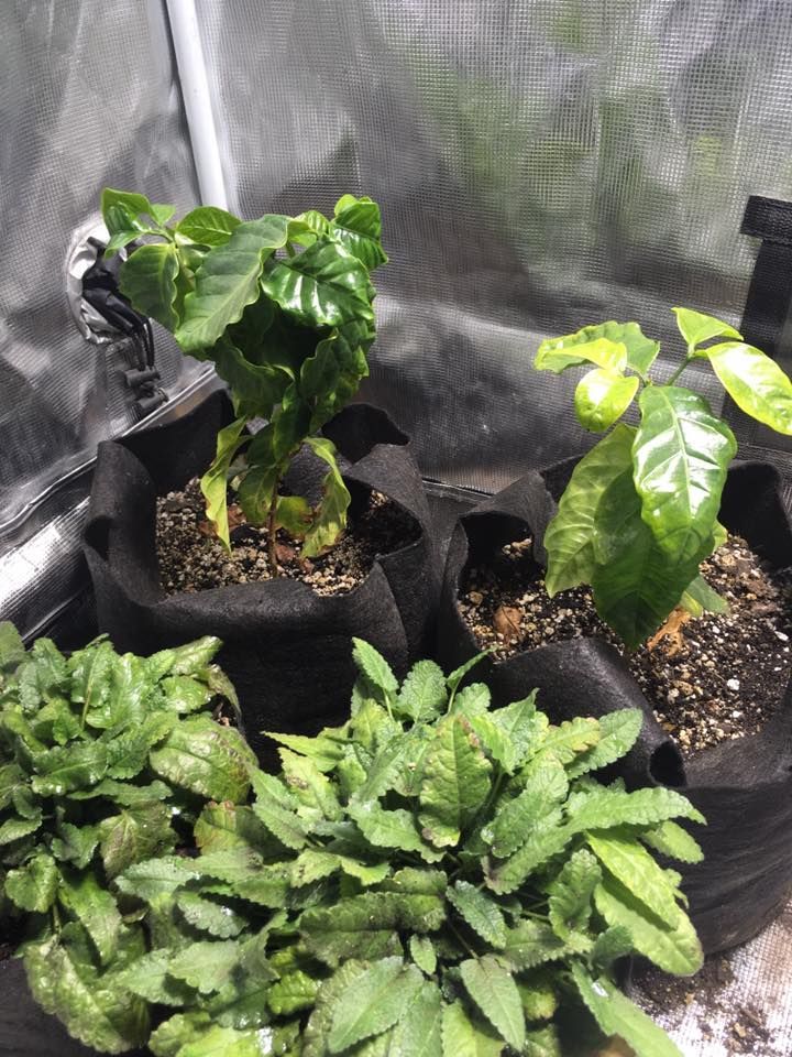Three potted plants: two coffee plants and one leafy green plant, growing in a grow tent.