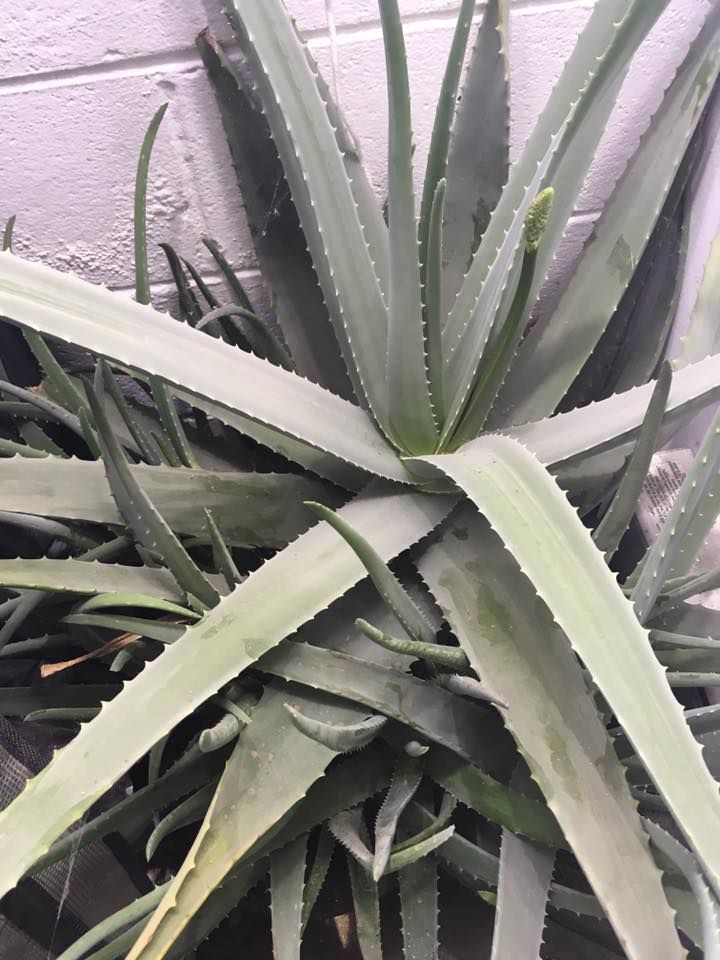 Aloe vera plant with thick, spiky green leaves.