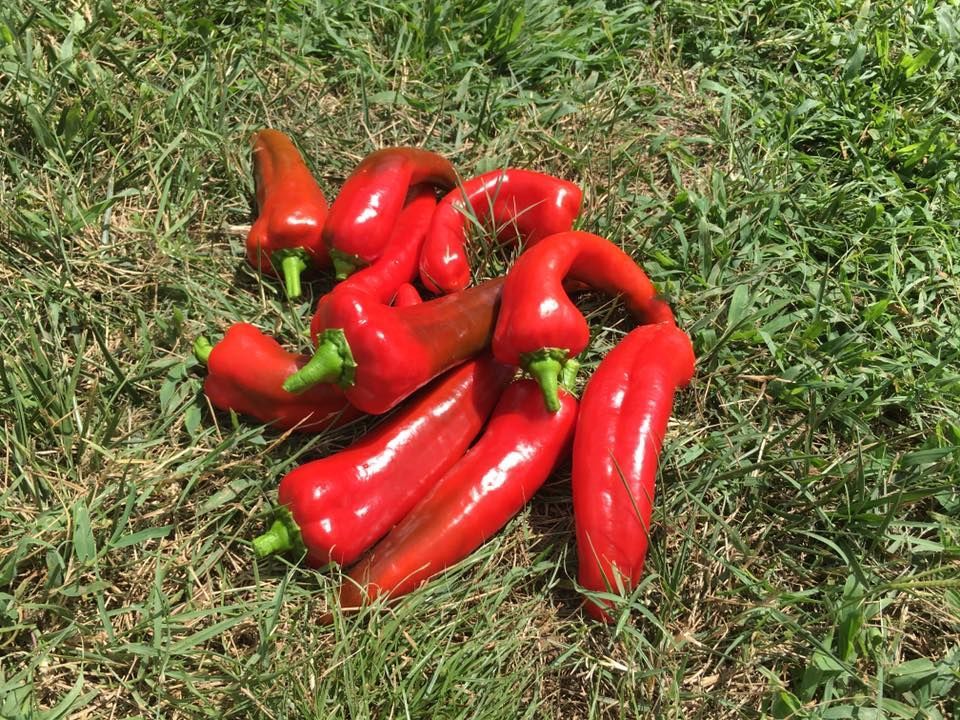 Red peppers on green grass.
