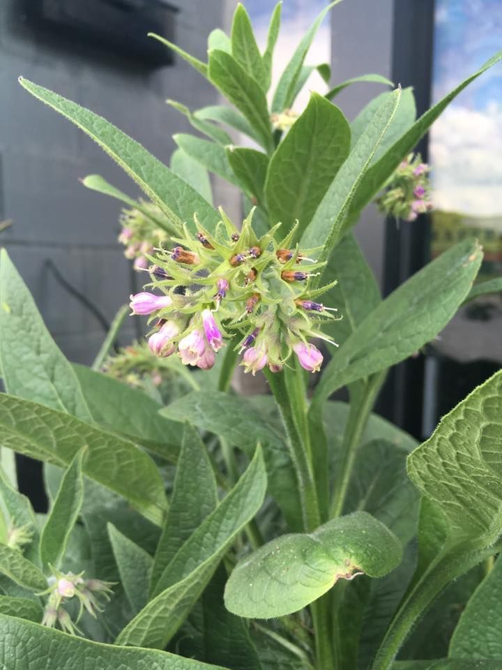 Green plant with clusters of small, pink and green flowers.