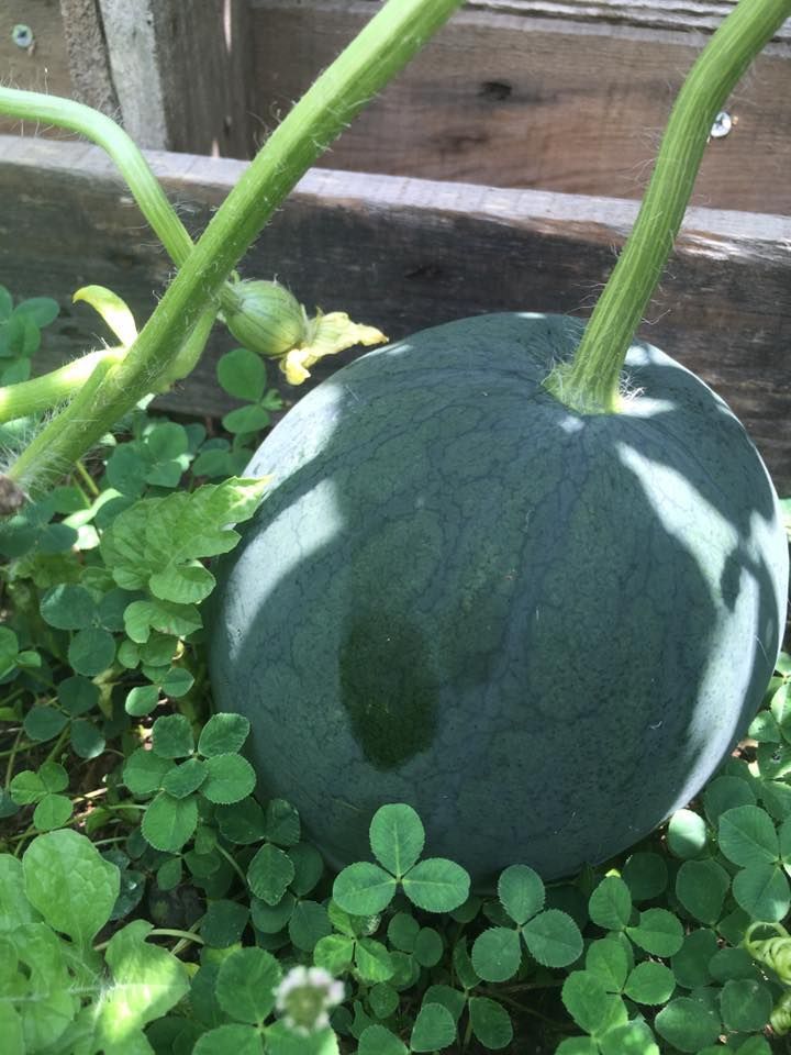 Dark green watermelon growing amongst green clover.