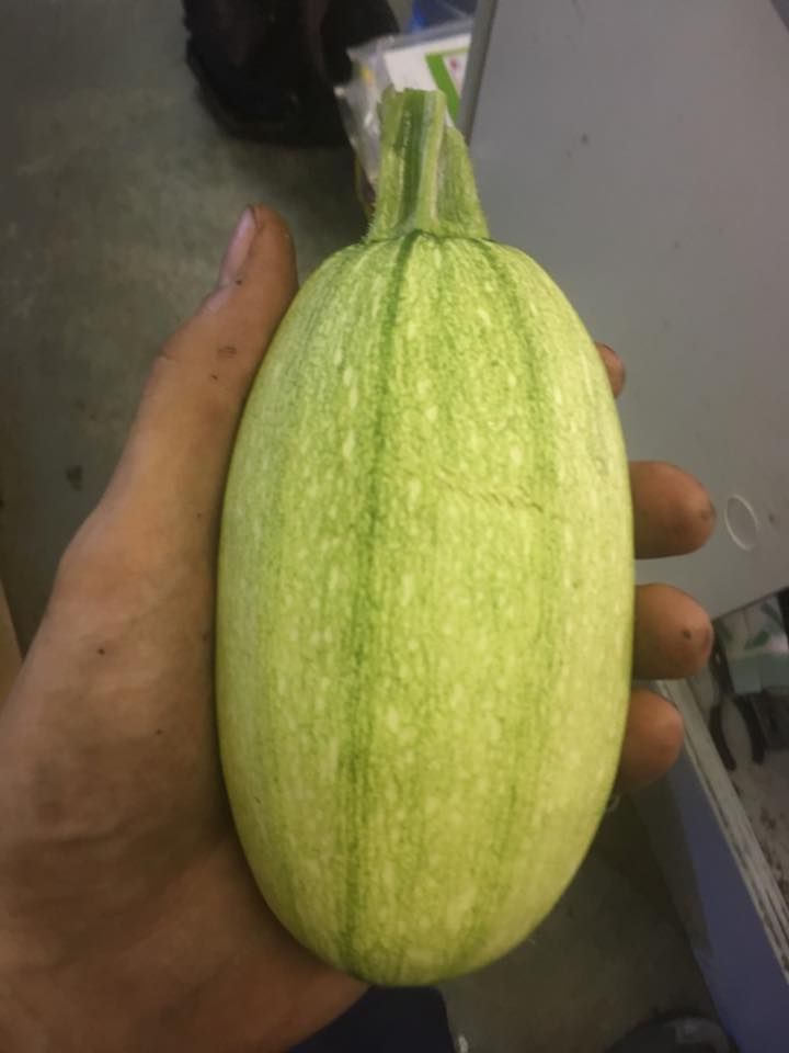 Hand holding an oval, light green squash with vertical stripes.